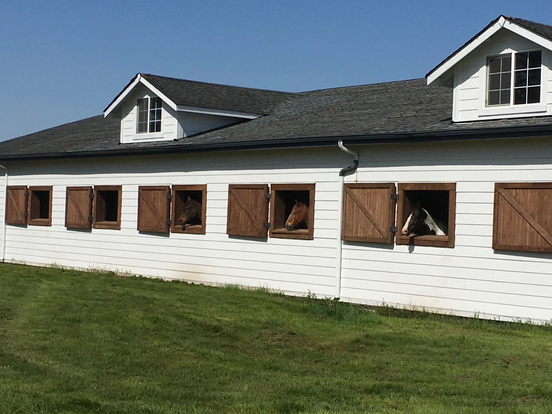 Paddocks with loafing sheds