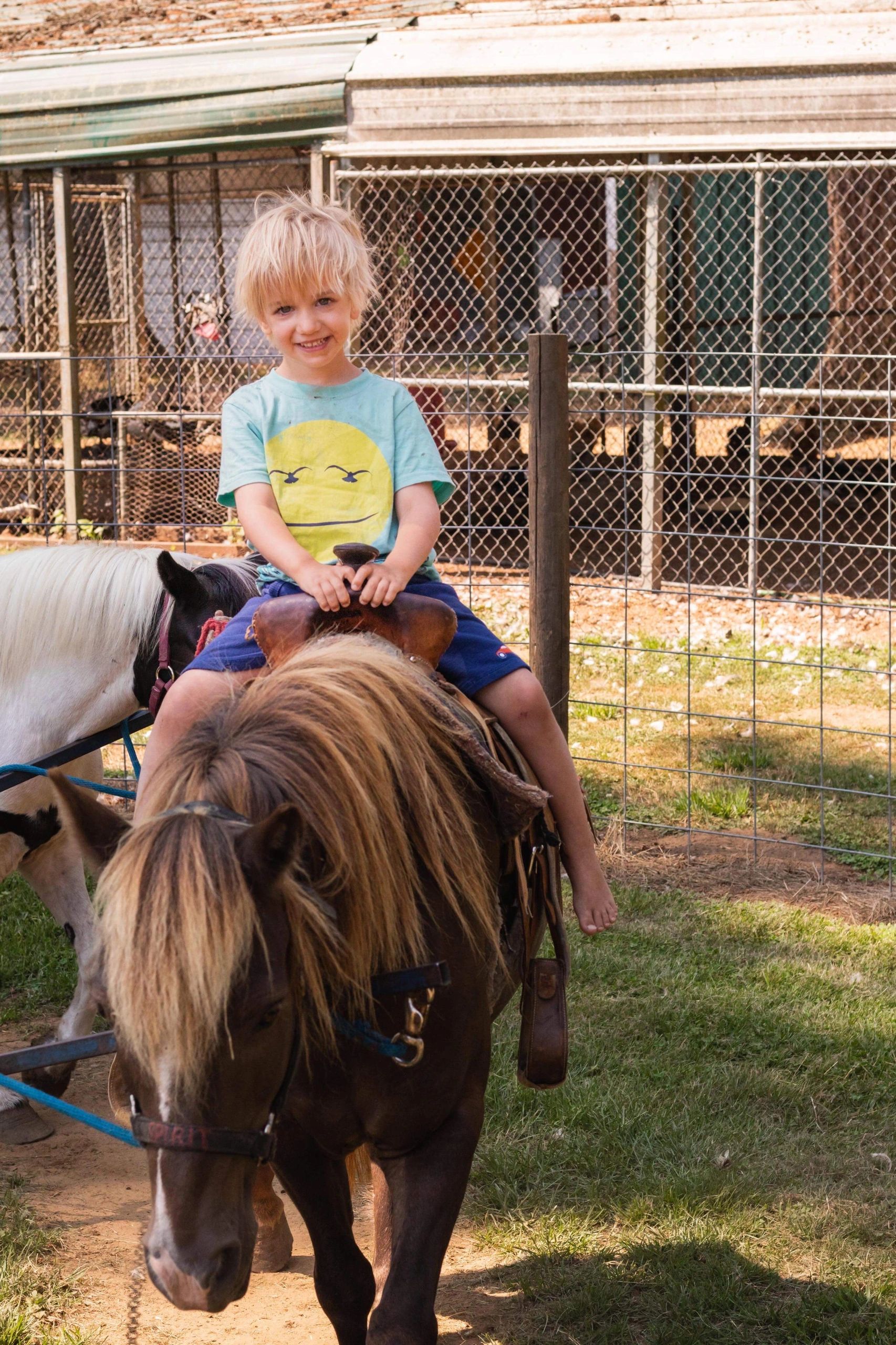 Kids on pony rides